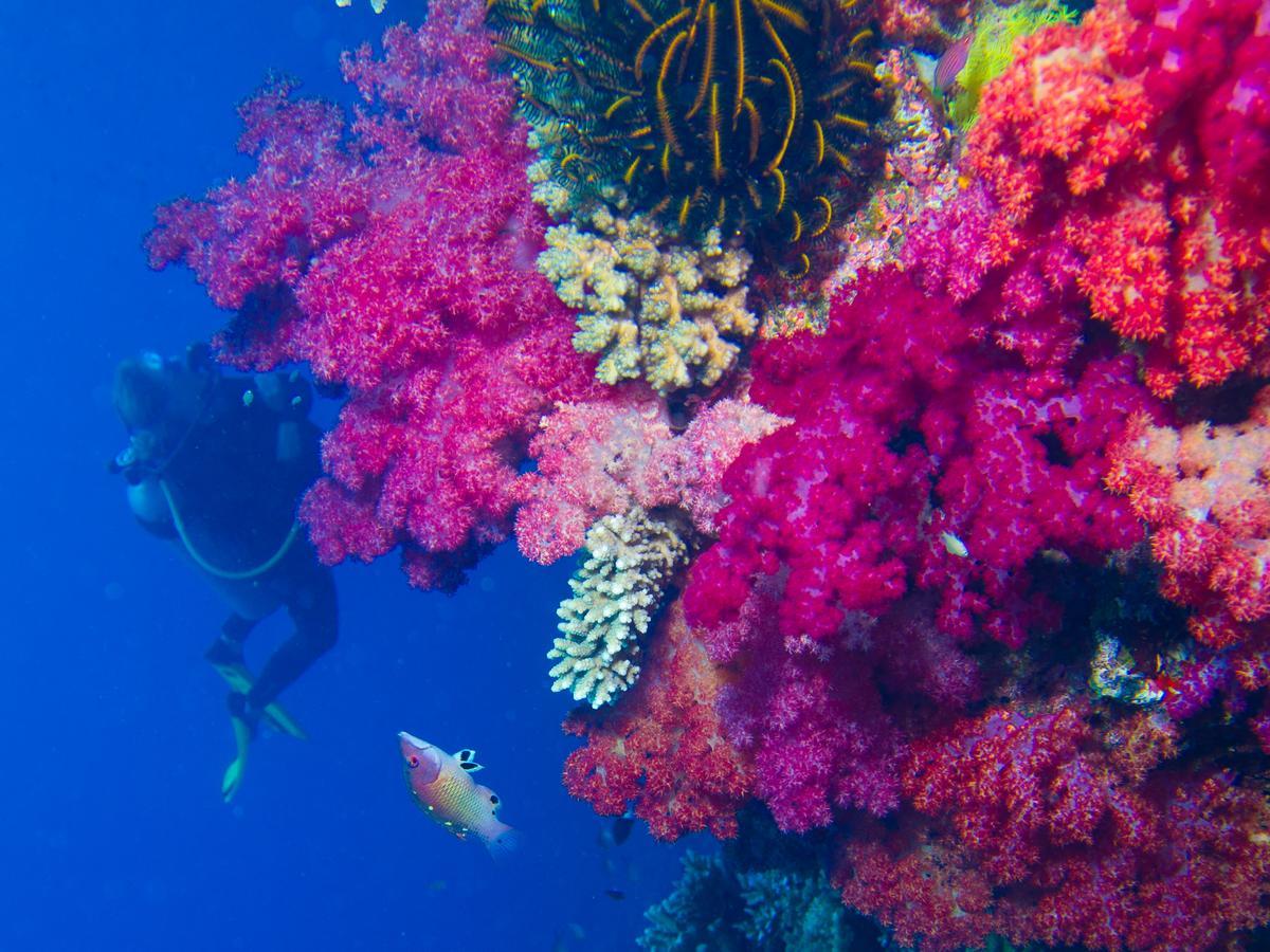 Taveuni Palms Resort Matei Luaran gambar